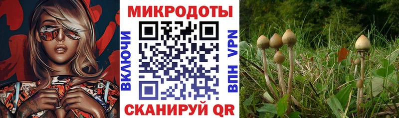 как найти наркотики  Жигулёвск  omg ссылки  дарк нет клад  Псилоцибиновые грибы GOLDEN TEACHER 